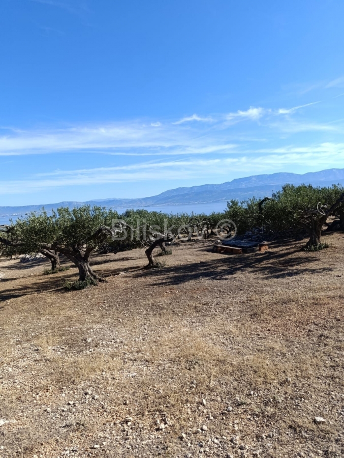 Prodaja, Maslinik 9100 m2, Supetar, Otok Brač