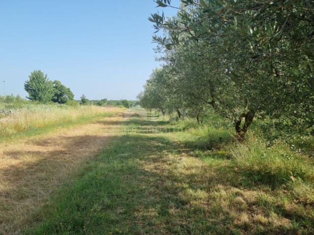 Land Svetvinčenat, 2.200m2