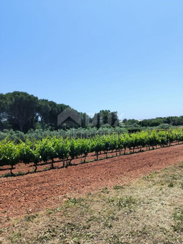 ISTRIA, MEDULINA Heaven on earth!