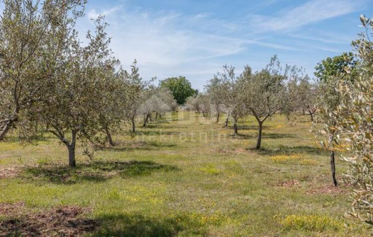 ISTRA, VODNJAN - Predivna luksuzna vila s maslinikom