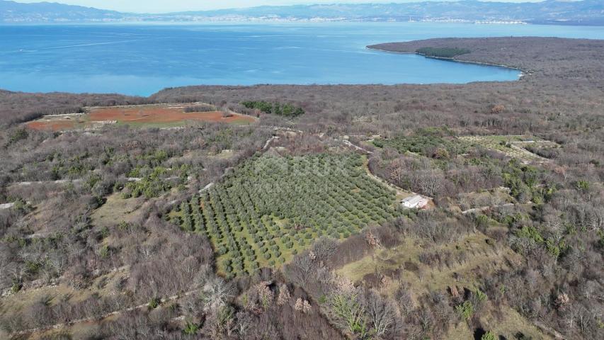 OTOK KRK, ŠOTOVENTO - Maslinik sa kućom