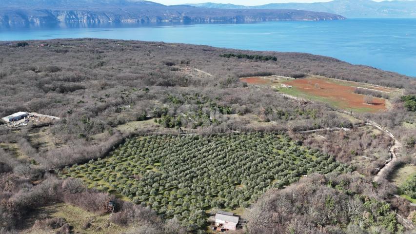 OTOK KRK, ŠOTOVENTO - Maslinik sa kućom