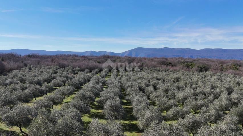 OTOK KRK, ŠOTOVENTO - Maslinik sa kućom