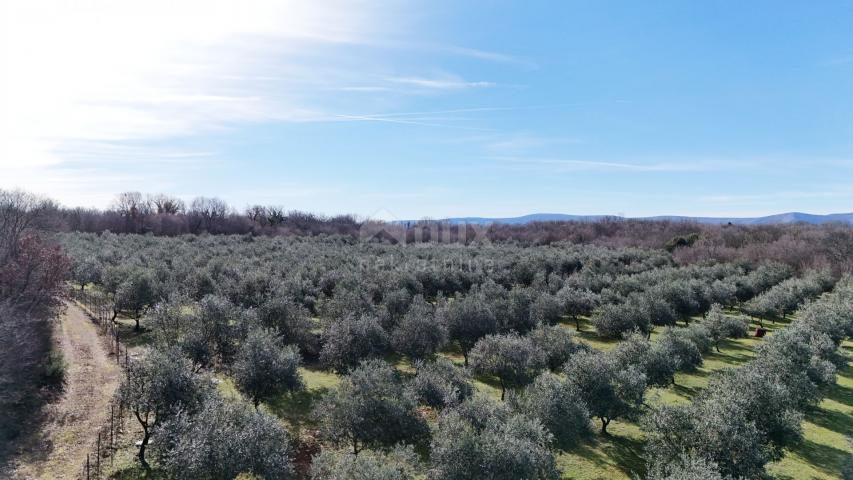 OTOK KRK, ŠOTOVENTO - Maslinik sa kućom