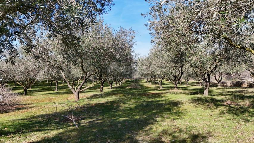 OTOK KRK, ŠOTOVENTO - Maslinik sa kućom