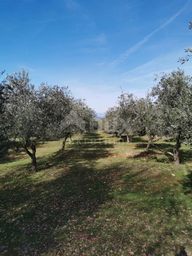 OTOK KRK, ŠOTOVENTO - Maslinik sa kućom