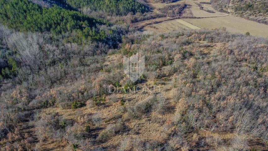 Spacious land surrounded by nature not far from Grožnjan