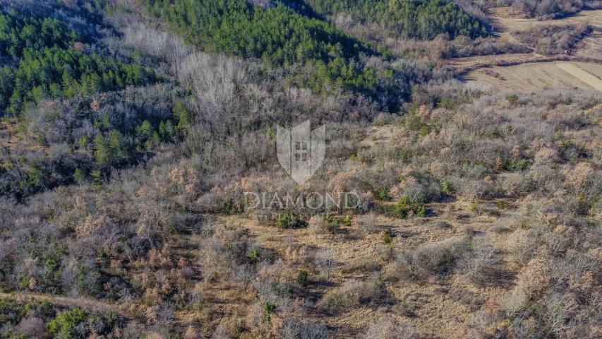 Spacious land surrounded by nature not far from Grožnjan