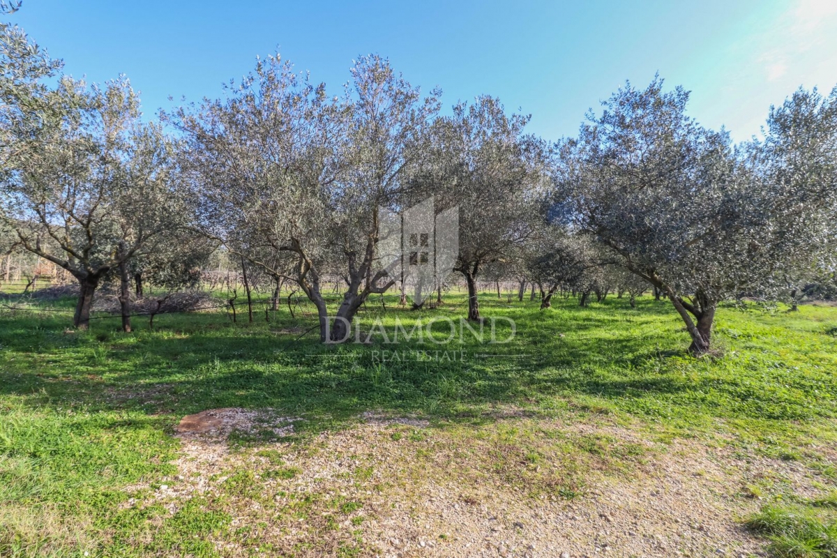 Rovinj, cultivated land with a legalized house