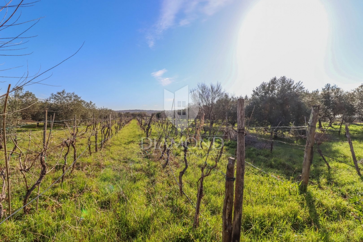 Rovinj, cultivated land with a legalized house