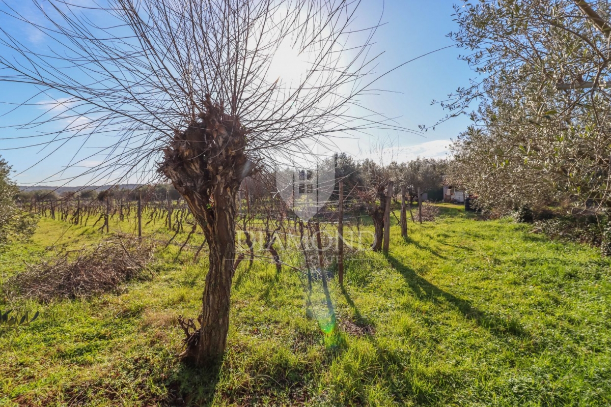 Rovinj, cultivated land with a legalized house