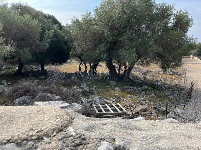 Die Insel Pag, Lun - ein einzigartiges Baugrundstück mit einem Olivenhain