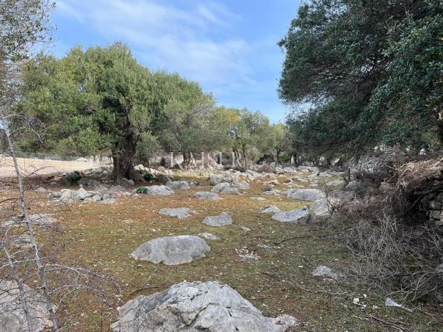 Die Insel Pag, Lun - ein einzigartiges Baugrundstück mit einem Olivenhain