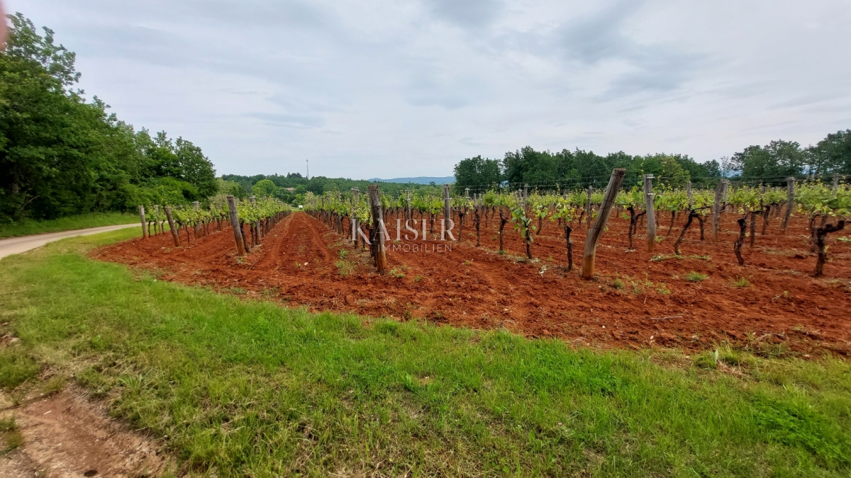 Istra - kamena stancija  90 000m2 u komadu