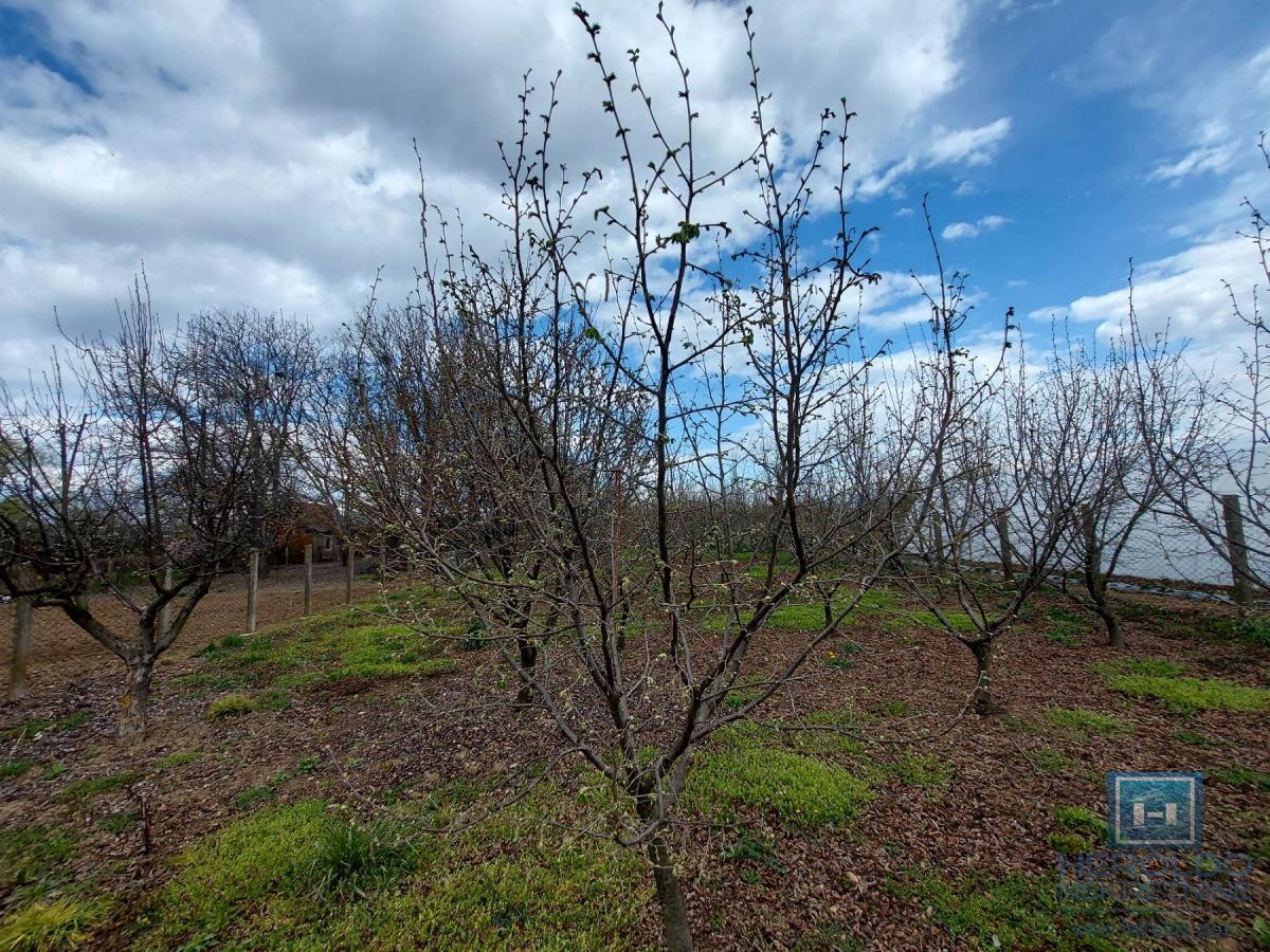 Veliki, lep plac sa objektom od 30m2 i 186 lešnika