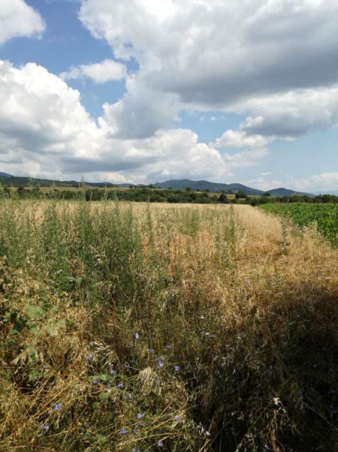 Poljoprivredno zemljište Suvi dol