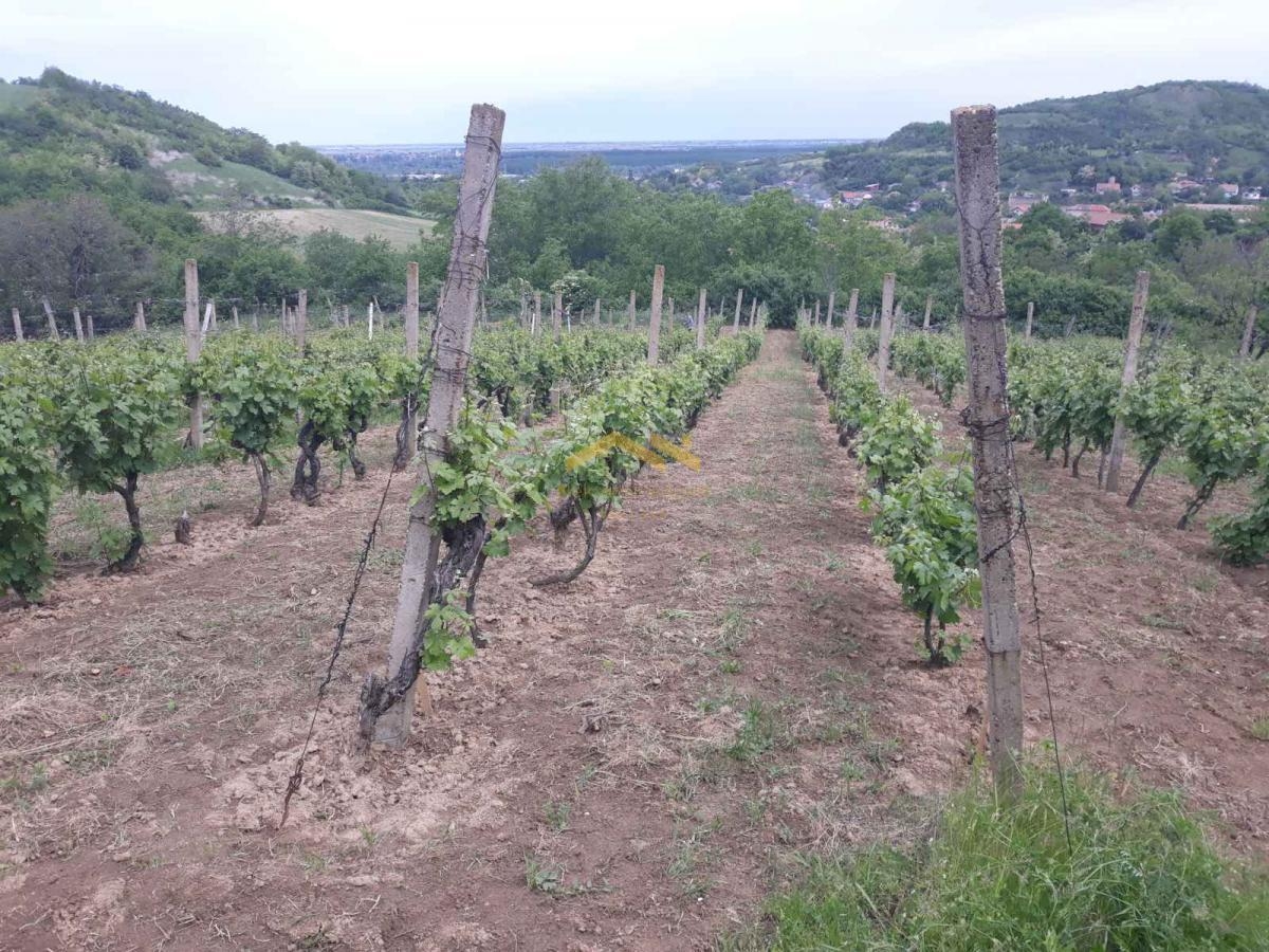 KUPI BEZ PROVIZIJE! Oaza Potencijala i Prirodne Lepote: Plac u Beočinu čeka na Vašu Viziju