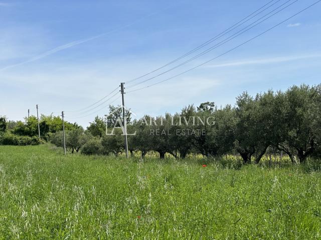 Istria, Buje, surroundings - beautiful agricultural land with an olive grove