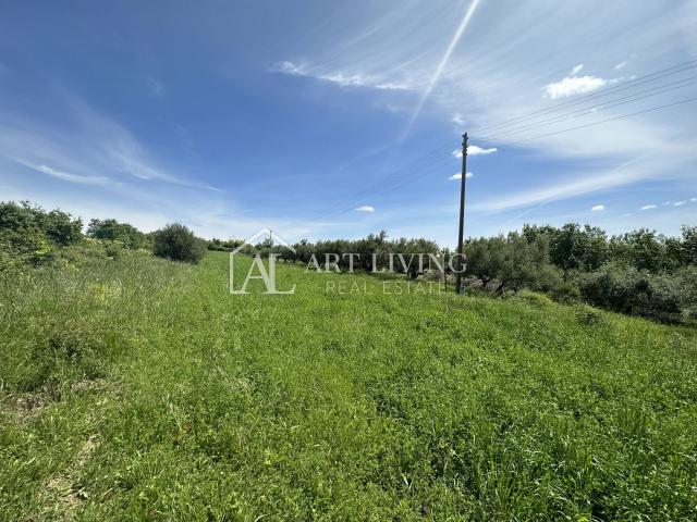 Istria, Buje, surroundings - beautiful agricultural land with an olive grove