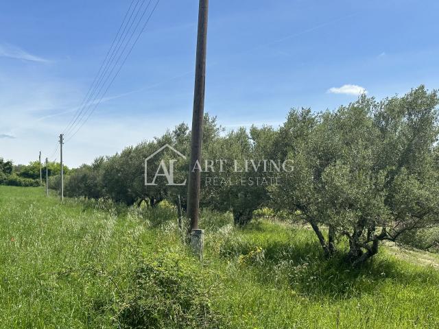 Istria, Buje, surroundings - beautiful agricultural land with an olive grove