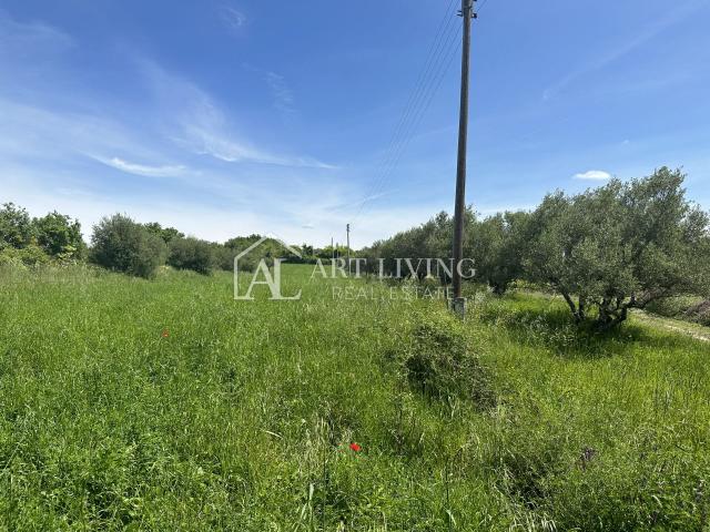 Istria, Buje, surroundings - beautiful agricultural land with an olive grove