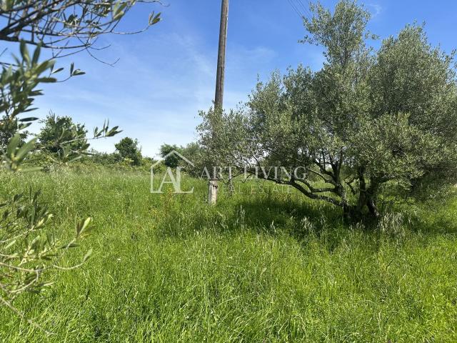 Istria, Buje, surroundings - beautiful agricultural land with an olive grove