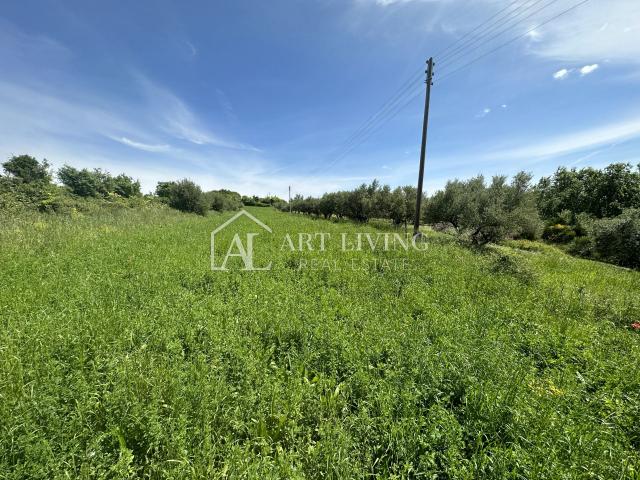 Istria, Buje, surroundings - beautiful agricultural land with an olive grove