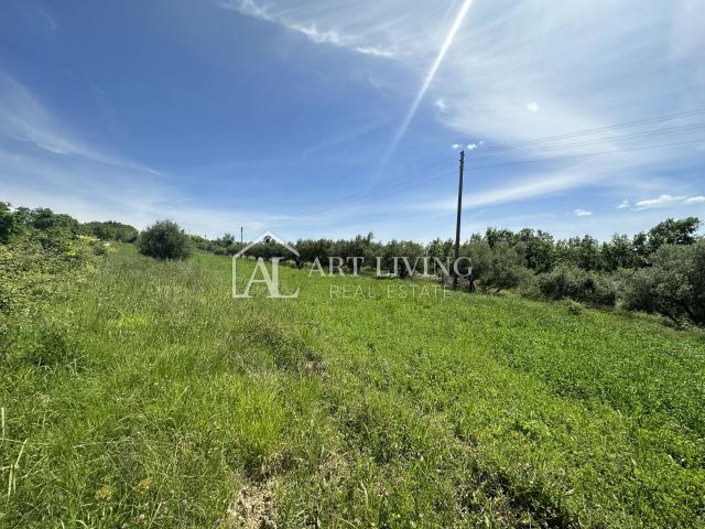 Istria, Buje, surroundings - beautiful agricultural land with an olive grove