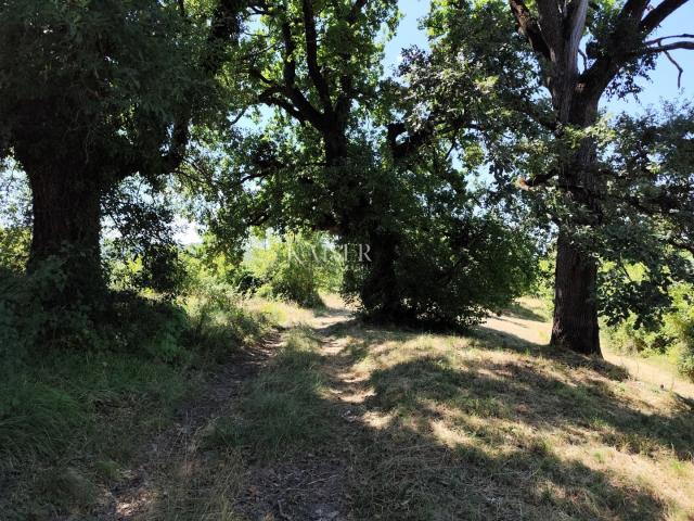 Istrien, Buzet – Baugrundstück mit Blick in die Natur