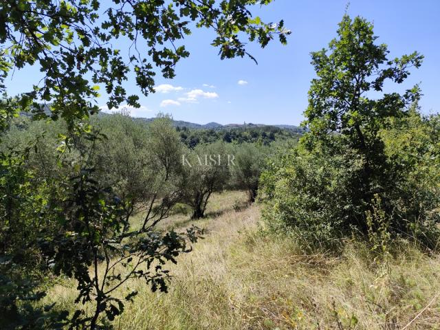 Istra, Buzet - građevinsko zemljište s pogledom na prirodu