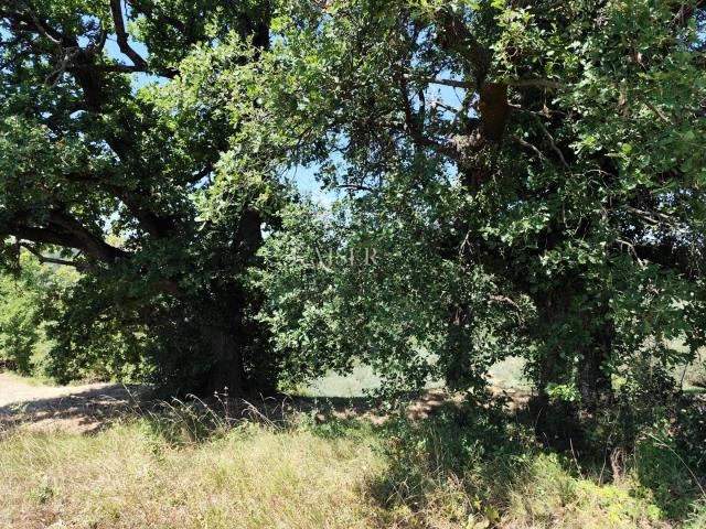 Istra, Buzet - građevinsko zemljište s pogledom na prirodu