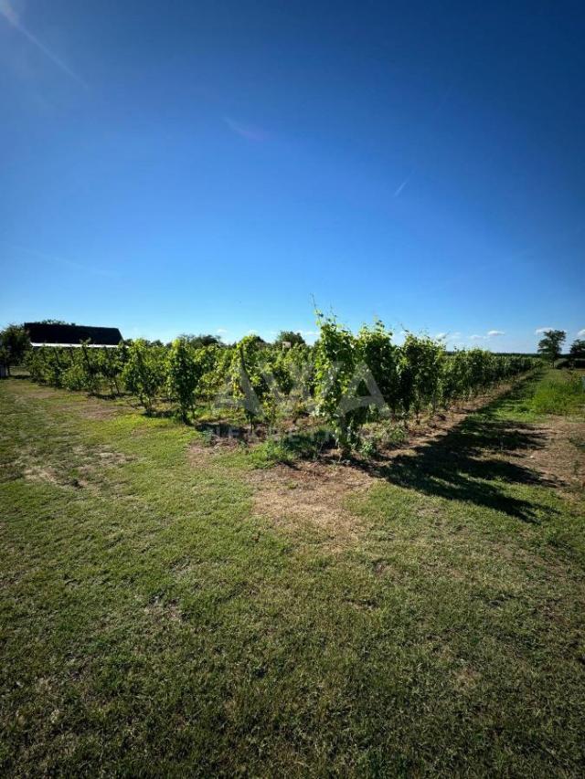 Vinograd i voćnjak na 3. 94ha Bački Monoštor