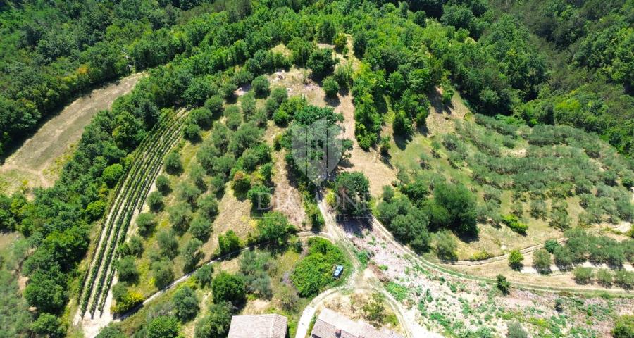 Cerovlje, Umgebung, Grundstück mit zwei Steinhäusern und Olivenhainen auf einem Baugrundstück