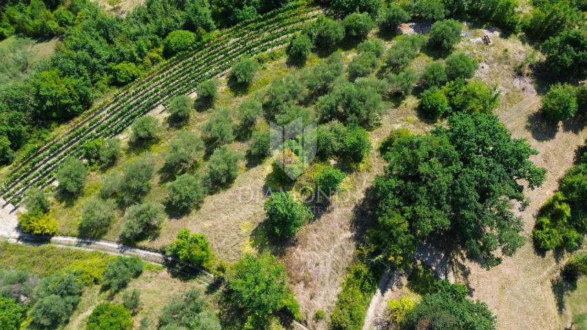 Cerovlje, okolica, imanje sa dvije kamene kuće i maslinicima na građevinskoj parceli