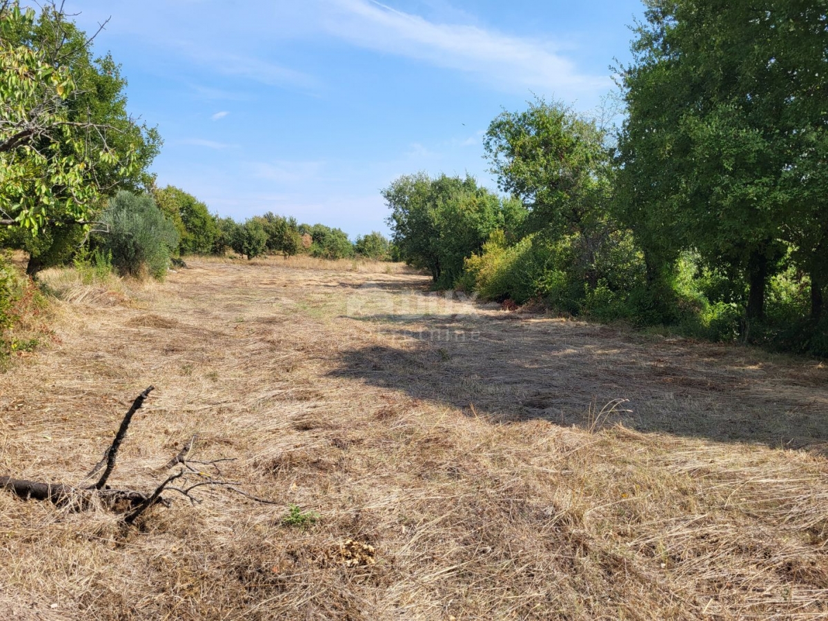 ISTRA, MARČANA - Građevinsko i poljoprivredno zemljište 