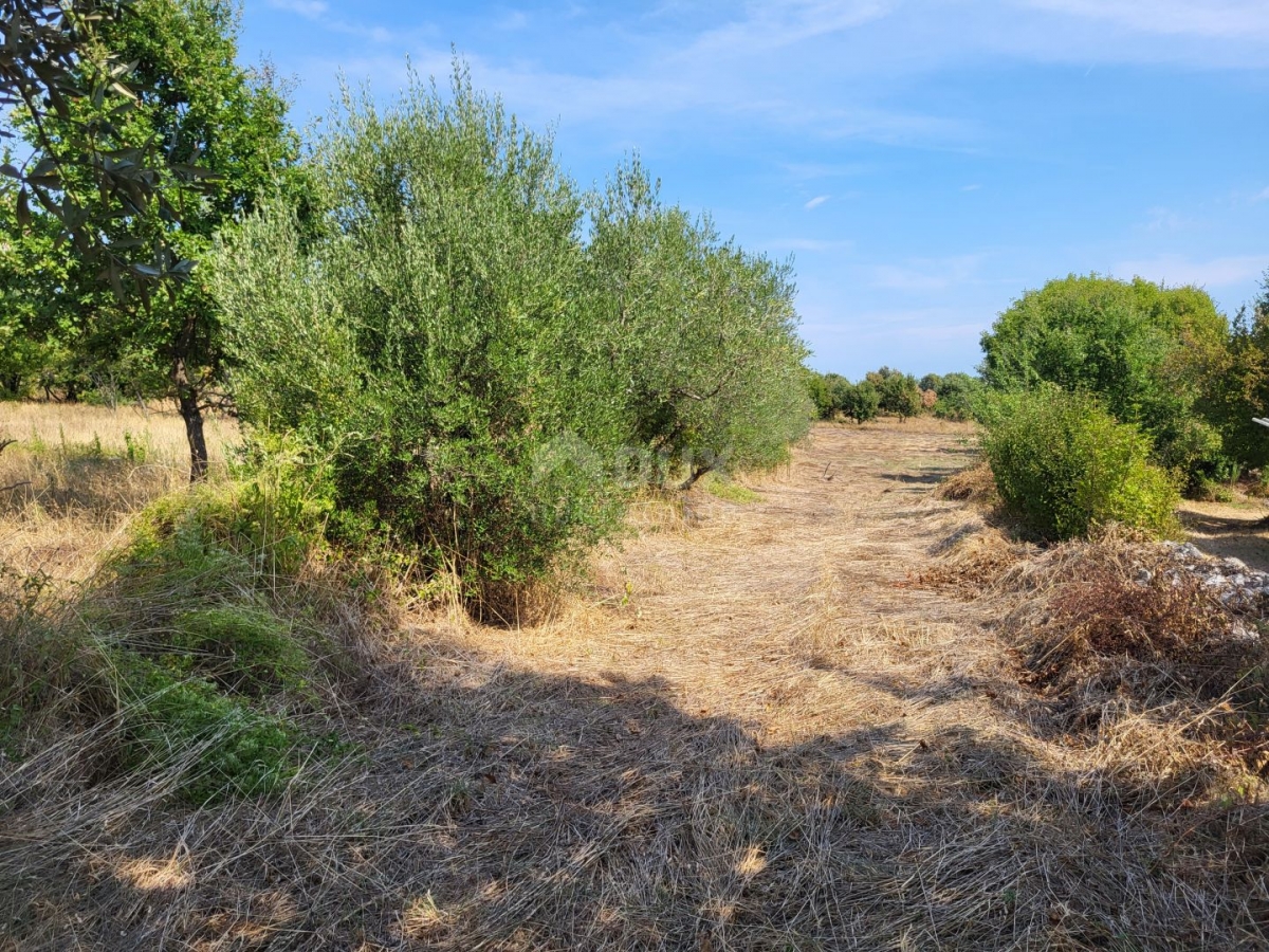 ISTRA, MARČANA - Građevinsko i poljoprivredno zemljište 