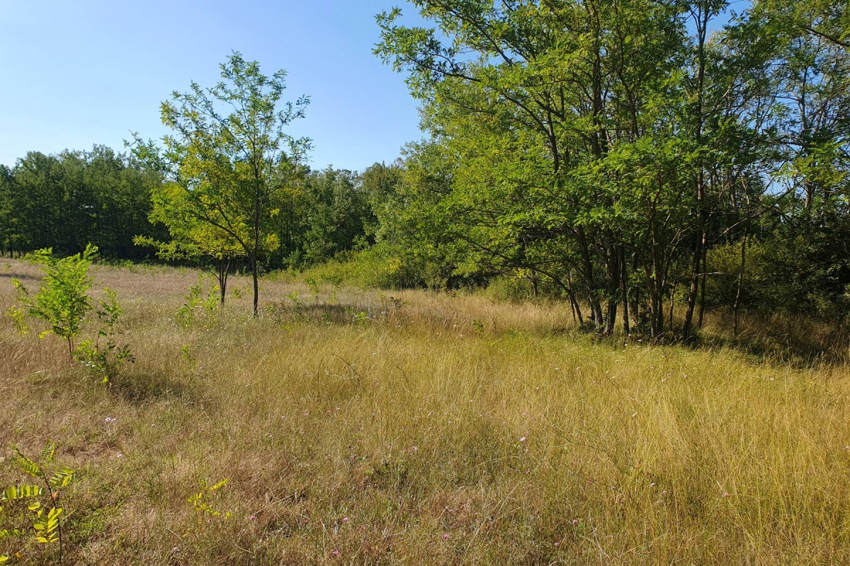 Istra, Baderna, poljoprivredno zemljište 12. 120m2