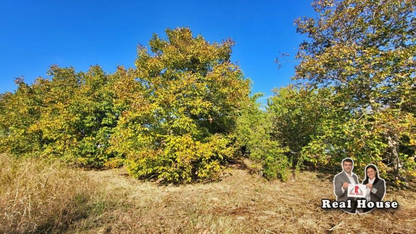 Hektar građevinskog zemljista i kuca na Fruskoj gori-Rivica