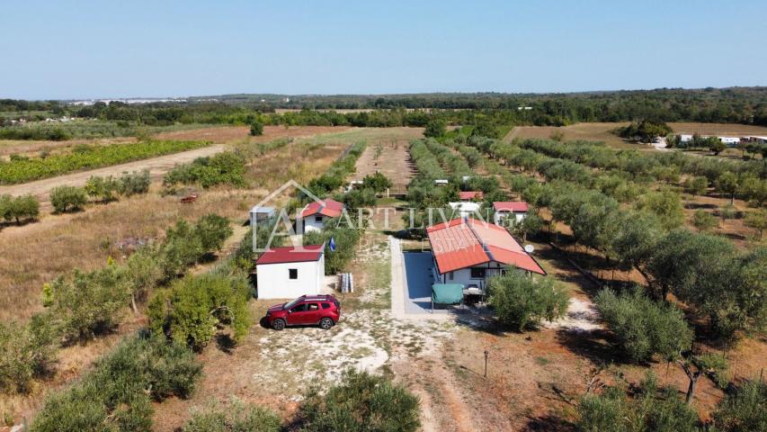 Istra; Umag, okolica - prostrano uređeno imanje sa velikim maslinikom i samostojećim objektom