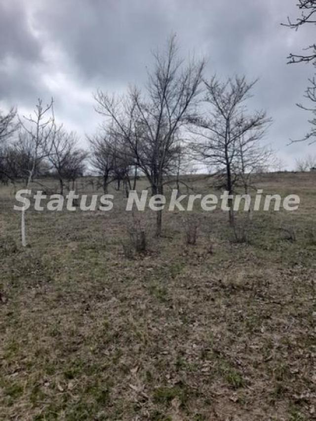 Petrovaradin-Veliki Građevinski Plac 3625 m2 na Platou Vezirca-065/385 8880