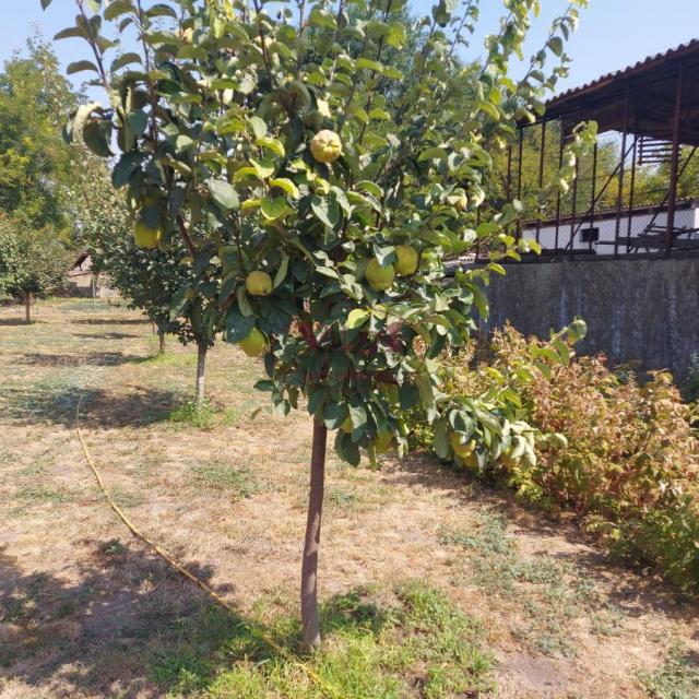 Turija, Odlična novija kuća sa nameštajem