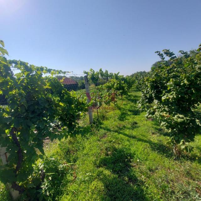 Srbobran, Lep plac sa voćnjakom sa izlazom na reku Krivaju