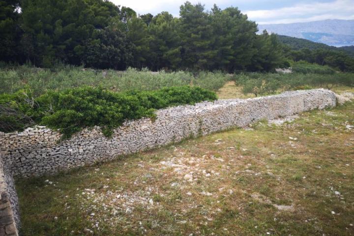 Brač, Pučišća, kuća prizemnica s velikim maslinikom od 8300 m2