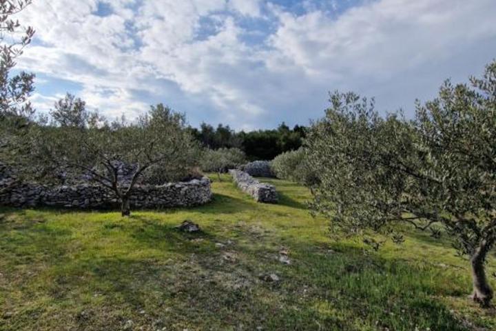 Brač, Pučišća, kuća prizemnica s velikim maslinikom od 8300 m2