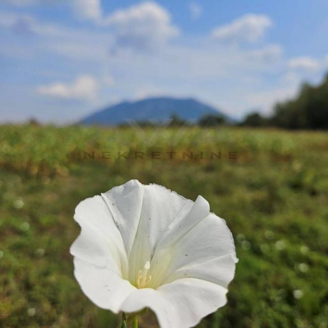 Krivi Vir - Rtanj   Poljoprivredno zemljiste, dve parcele povrisne 6572m2