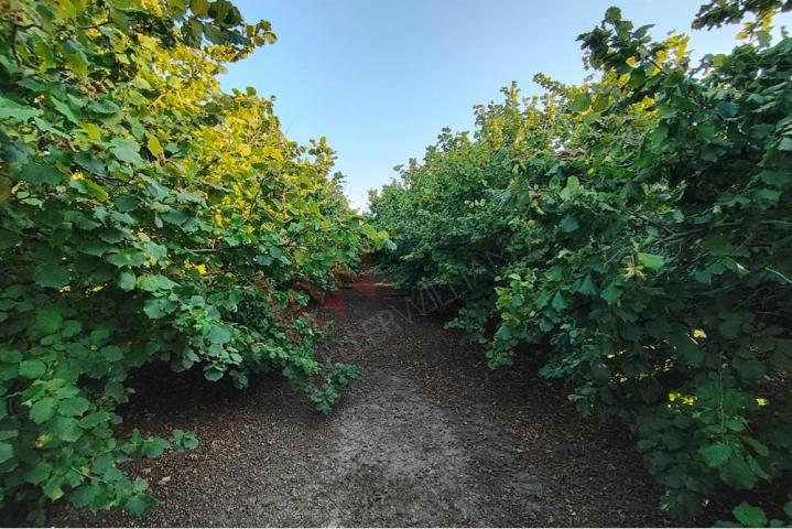 
				Plantaža  lešnika u Karlovčiću
			