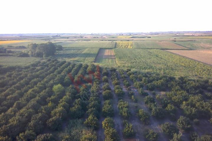 
				Plantaža  lešnika u Karlovčiću
			