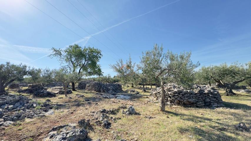 POSTIRA - KUĆA I MASLINIK OD 12. 000 M2 