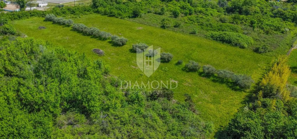 Umag area, spacious land for investment