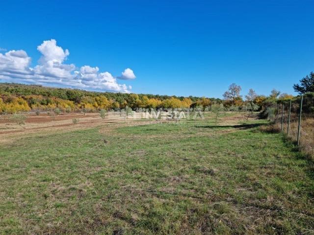 Umgebung von Svetog Lovreč, Olivenhain 13300 m2